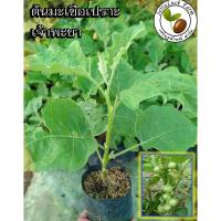 ราคา ใส่โค้ด SETT390 ลดเพิ่มอีก ต้นมะเขือเปราะ มะเขือเปราะ ต้นมะเขือเปราะเจ้าพะยา มะเขือเปราะเจ้าพะยา สูง 25-40 ซม (7180169603)