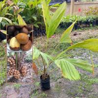 ราคา ต้นสละ พันธุ์ สละอินโด สายน้ำผึ้ง Salak fruit สละ พืชเศรษฐกิจ (รับประกัน ส่งใหม่ฟรี หากสินค้าเเสียหาย!!) (27340276375)