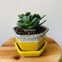 ราคา DDPLANTS คลาสซูล่า ใบเงิน ดูดทรัพย์ ต้นไม้มงคล (2458265980)