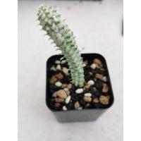 ราคา Euphorbia Sp. ด่าง ไม้นำเข้า (5322734146)