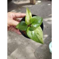 ราคา ต้นโชค9 ชั้นด่าง กระถาง4 นิ้ว ⭐ทักแชทเลือกต้นได้ค่ะ (20650543345)