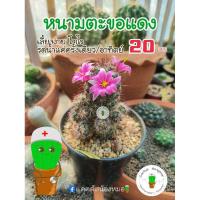 ราคา แคคตัสน้องหมอ หนามตะขอแดงแคคตัส แคคตัสราคาถูก (3015835537)