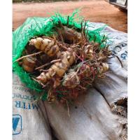 ราคา หัวข่าแก่ พร้อมปลูกครึ่งกิโล50บาท (48955870984)