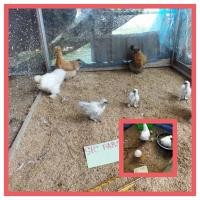 ราคา อ่านรายละเอียดก่อนสั่ง กดสั่งขั้นต่ำ2ฟอง ไข่เชื้อ​ ไข่สำหรับฟัก​ ไก่ซิลกี้​ ไก่สวยงาม ไก่มีขนขา ไก่ต่างประเทศ ซิลกี้เมกา (11422801918)