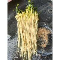 ราคา เมล็ด​ผักหวานป่า​เก็บ​จาก​ป่า​100​% (4388770053)