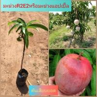 ราคา (1ต้น)มะม่วงR2E2หรือมะม่วงแอปเปิ้ล ต้นเสียบยอด ปลูก2-3ปีขึ้นไป (23640322219)