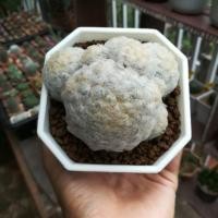 ราคา แคคตัส กระบองเพชร แมมขนนกขาว Mammillaria plumosa [อ่านรายละเอียดสินค้าก่อนทำการสั่งซื้อ] (6650653735)