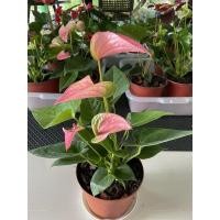ราคา ต้นดอกหน้าวัวแคระ ต้นหน้าวัว ดอกสีแดงหัวใจคู่♥️/ชมพู/ม่วง/ขาว มีดอกทุกต้น ในกระถาง ต้นไม้มงคล ไม้แดดรำไร ปลูกง่าย (13208109704)