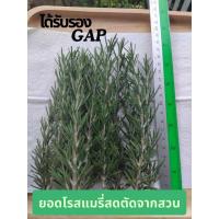ราคา **ซื้อ2แถม1**ยอดโรสแมรี่ได้ใบรับรอง​GAP​ปลอดสาร​ ตัดสดจากสวนส่งทุกวัน​ 30-35กรัม (43554353304)