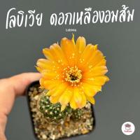 ราคา โลบิเวีย ดอกเหลืองอมส้ม Lobivia แคคตัส กระบองเพชร cactus&succulent (16985894074)