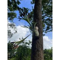 ราคา เฟิร์นชายผ้าสีดาBifurcatum (20712587841)