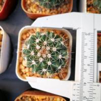 ราคา แมมหนามพิกุล Mammillaria mammillaris cactus กระบองเพชร (1885958334)