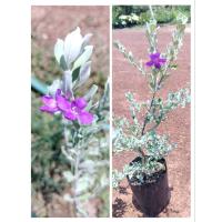 ราคา ต้นนีออนใบเงิน ดอกสีม่วงติดดอกดก ใบสีขาวเงิน สูง 60-70ซ.ม (28484552562)