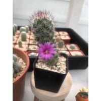 ราคา แมมหนามตะขอ Mammillaria Beneckei แคคตัส (9690193557)
