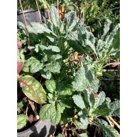 ราคา เคลคะน้าใบหงิก​ ขนาดมรตั้งแต่​ 2​ เซนติเมตร​ จนถึง​ 30​ cm. มีทั้ง​ ไดโนเสาร์​ scarlet​ Cale​ (13047418644)