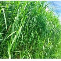 ราคา หญ้าขนสำหรับกระต่ายหนูแกสบี้1โล (52452714727)