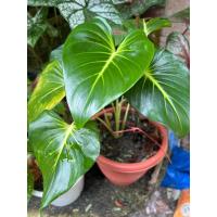 ราคา ต้นไม้ เสนห์จันทร์ขาว ไม้มงคล ไม้ประดับ ไม้ต้น เสน่ห์จันทร์ จำหน่ายหัว (16401897783)