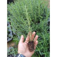 ราคา ต้นกล้าโรสแมรี่ ซื้อ 10 ต้น แถมฟรี 1 ต้น (16497305270)