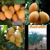 ราคา สูง 200-250cm (1ต้น) ต้น ต้นมะยงชิด มะยงชิด สายพันธุ์ ทูลเกล้า มะยงชิดทูลเกล้า Tinutda (14691975316)