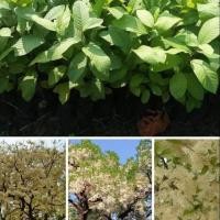 ราคา ต้นพยอม ไม้ยืนต้นใหญ่ 150 บาทขนาด 40 ซม ทักแชทก่อนสั่งเผื่อหมด (4932403554)