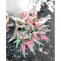 ราคา บอนสี ดาบฟ้าฟื้น ตับขุนช้างขุนแผน ดาบขุนแผน (11367945376)