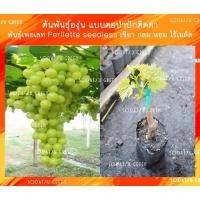 ราคา ตอปัก พันธุ์เพอเลท (perllette seedless) ไร้เมล็ด (10769886187)