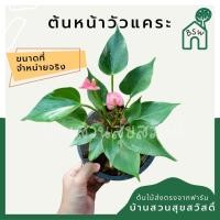 ราคา หน้าวัวแคระ กระถาง 5-6 นิ้ว (17657215894)