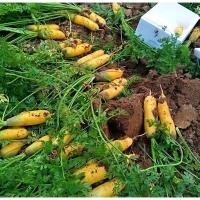 ราคา เมล็ดพันธุ์ แครอทสีเหลือง เมล็ดแครอท เมล็ดแครอทเหลือง Yellow Carrot Seeds 1000เมล็ดแพ็ค ของแท้ 100% ปลูกง่าย อัตรางอกสูง (54504923244)
