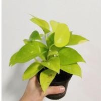 ราคา ต้นไม้ฟอกอากาศ พลูด่างสีทอง ต้นใหญ่สมบูรณ์ กระถาง4นิ้ว รากเดินดีทุกต้น (4952148546)