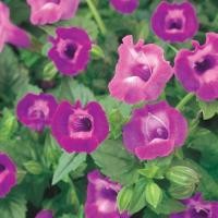 ราคา 100 เมล็ด แววมยุรา เกล็ดหอย แววมยุเรศ หญ้าลิ้นเงือก แววมยุรา ทอรีเนีย Torenia สายพันธุ์ Amethyst (43773792014)