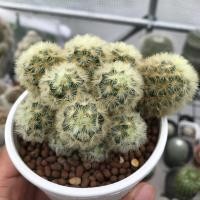 ราคา Mammillaria carmenae แมม คามิเน่ เหลือง-ทอง (7041761251)