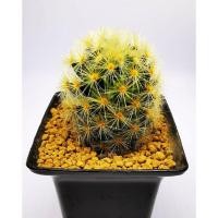 ราคา คามิเน่เหลือง Mammillaria carmenae (7949548520)