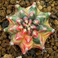 ราคา ❤️❤️มีส่งด่วน❤️❤️ยิมโน โคลน Rainbow Candy/Cactus /Gymno/Gymnocalycium/แคคตัส/ยิมโนด่าง/ไม้ชำหน่อ​ (43418544357)