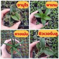 ราคา ลิ้นมังกรเเคระ 4 ชนิด เลี้ยงง่าย สุดจิ๋ว ส่งพร้อมกระถาง 2.5 นิ้ว✨✨ (8503456746)