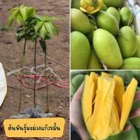 ราคา กิ่งพันธุ์มะม่วงแก้วขมิ้น ขนาด35-40ซม. ต้นเสียบยอด ปลูก1ปีออกผล มะม่วงแก้วขมิ้น แก้วขมิ้น พร้อมส่ง (14815841864)