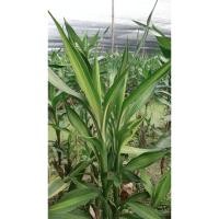 ราคา ไผ่กวนอิมสีทอง(ไม้ทอง)จำนวน10ต้น (24345398495)