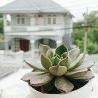 ราคา Echeveria กุหลาบหิน (18460217)