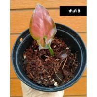 ราคา Syngonium ออมนาคแดง ต้นที่ 8 (5493857818)