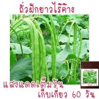 ราคา ถั่วพุ่ม ถั่วฝักยาวไร้ค้าง 20 เมล็ด (3354763315)