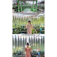 ราคา เคราฤาษี ไม้ฟอกอากาศ (พร้อมตุ๊กตาแขวน) (29342329558)