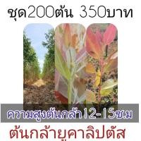 ราคา ต้นกล้ายูคาลิปตัส สายพันธ์ุโตเร็ว เก็บผลผลิตได้เร็ว จำหน่ายเป็นชุด ชุดละ 200 ต้น ราคา 350 บาท ความสูง 12-15 เซน (46156048341)