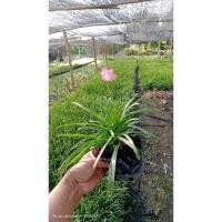 ราคา TLP บัวดิน ดอกบัวดินสีชมพู (23822754512)