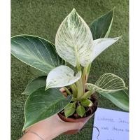 ราคา ขายส่ง ‼️ 10 ต้น philodendron birkin เบอร์กิ้น (4789798493)