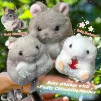 ราคา เซ็ตครอบครัวชินชิล่าและหนูแฮมสเตอร์ น่ารักปุ๊กปิ๊ก ป้ายอมูส AMUSE/AMUFUN Maru Moff Chinchilla and Baby Siblings (24763672644)
