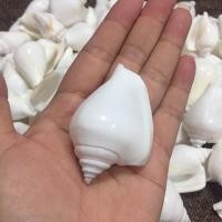 ราคา เปลือกหอยแท้ เปลือกหอยสังข์ สีขาว (สังข์ปีก) (7187269225)