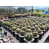 ราคา แมมขนนกเหลือง Mammillaria schiedeana ในกระถาง 2นิ้ว (23442389961)