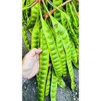 ราคา โปรจุกๆ สะตอสด สะตอข้าวปักษ์ใต้ ฤดูสะตอเริ่มแล้ว จำนวน10ฝัก สะตอฝักสวย เม็ดขนาดกลาง (43724905176)