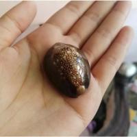 ราคา เบี้ยแก้ หอยเบี้ย (ไซส์ใหญ่) 3.5 ซม. ราคาส่งแพ็คละ 100 ตัว (14063999177)