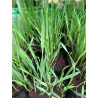 ราคา ต้นอ่อนข้าวสาลีแมว ข้าวสาลีแมว สำหรับน้องแมว น้องกระต่าย พร้อมทาน ถุงดำ 39 บาท ปลูกต่อได้ ไว้ทานได้เรื่อยๆ รักษาแผลในลำ (22736713284)