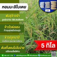 ราคา เมล็ดพันธุ์​ข้าว​​ ท้องถิ่น ข้าวเจ้า หอมมะลิใบเตย C85 ข้าวนาปี ไวแสง หอมนุ่ม กลิ่นใบเตย รสชาติอร่อย 5 กก. คูลเกษตร KR18 (28327247669)
